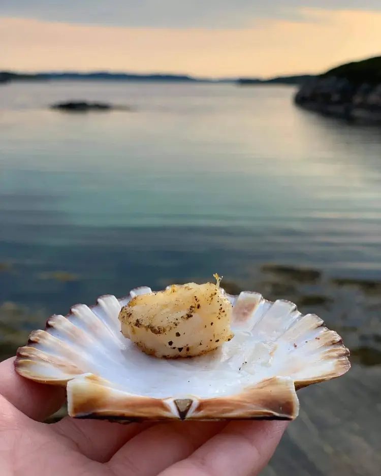 Bud Camping ved kysten med hytter og båter, utsikt mot Hustadvika