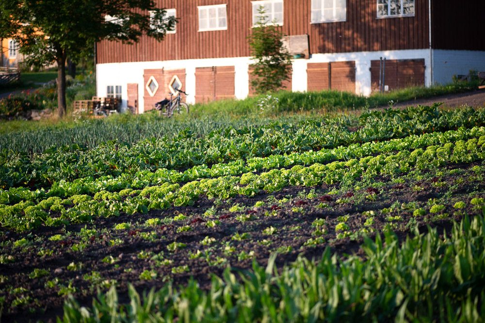 Alm Østre biodynamisk gård i Stange Vestbygd