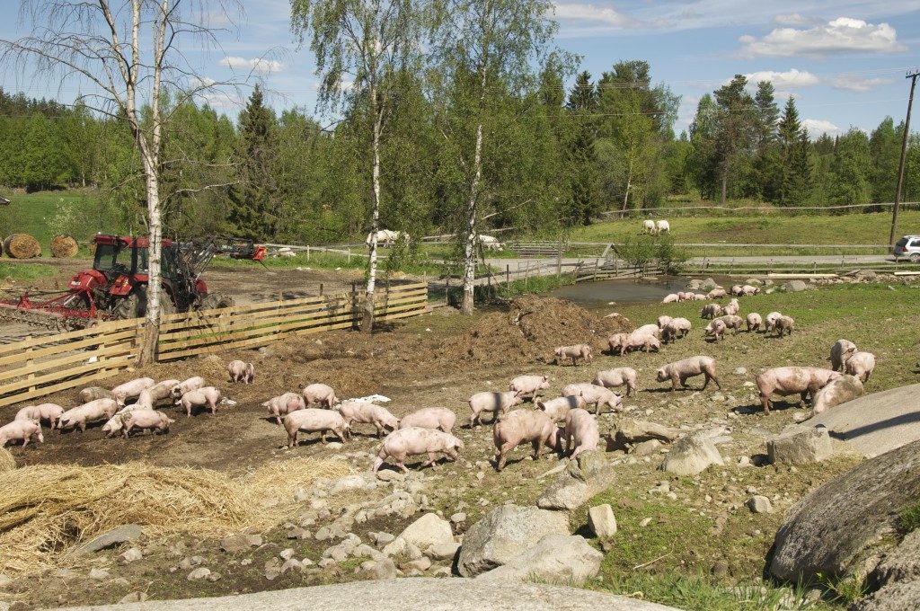 Bakken Øvre Gårdsmat — foto 1