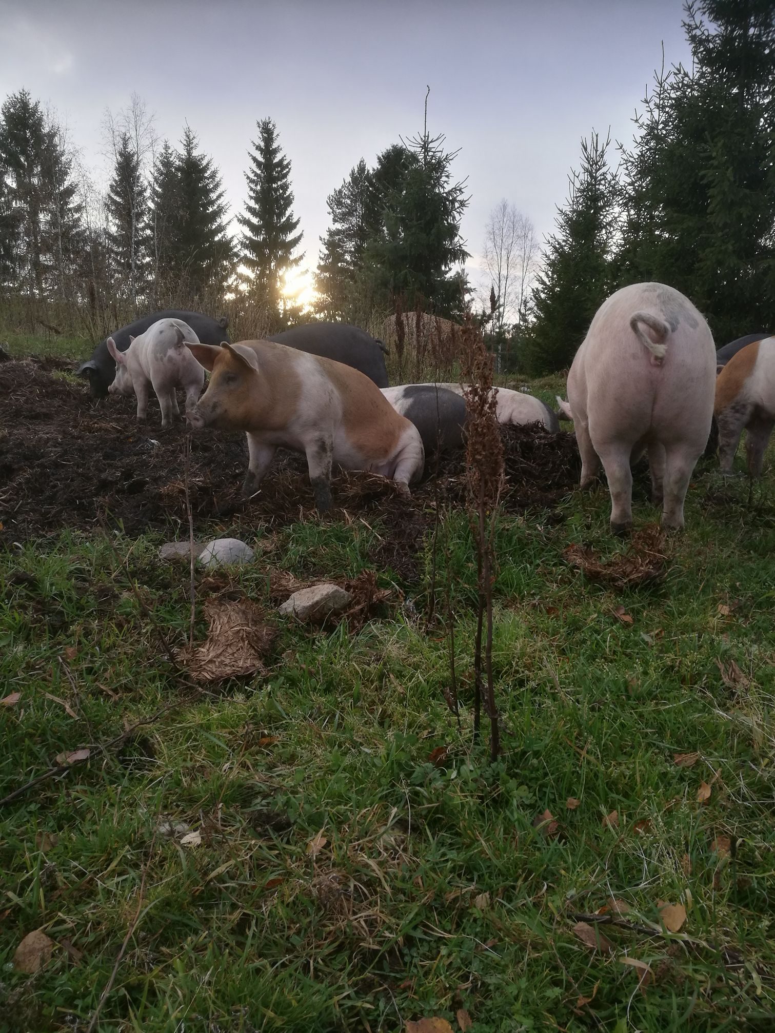 Bilde fra Bakken Øvre Gårdsmat