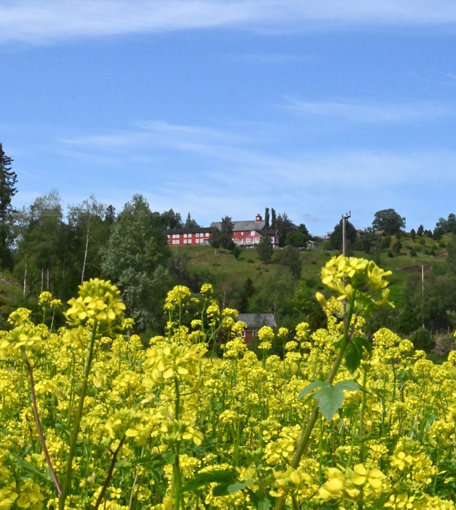 Berg Gård og Inderøy Brenneri — foto 3