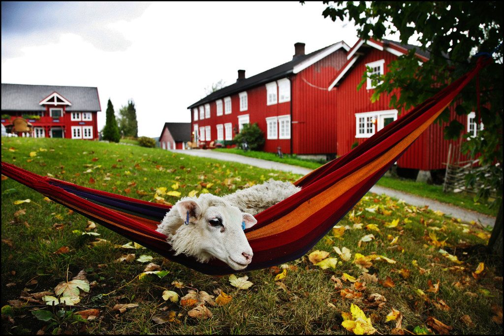 Berg Gård og Inderøy Brenneri — foto 4