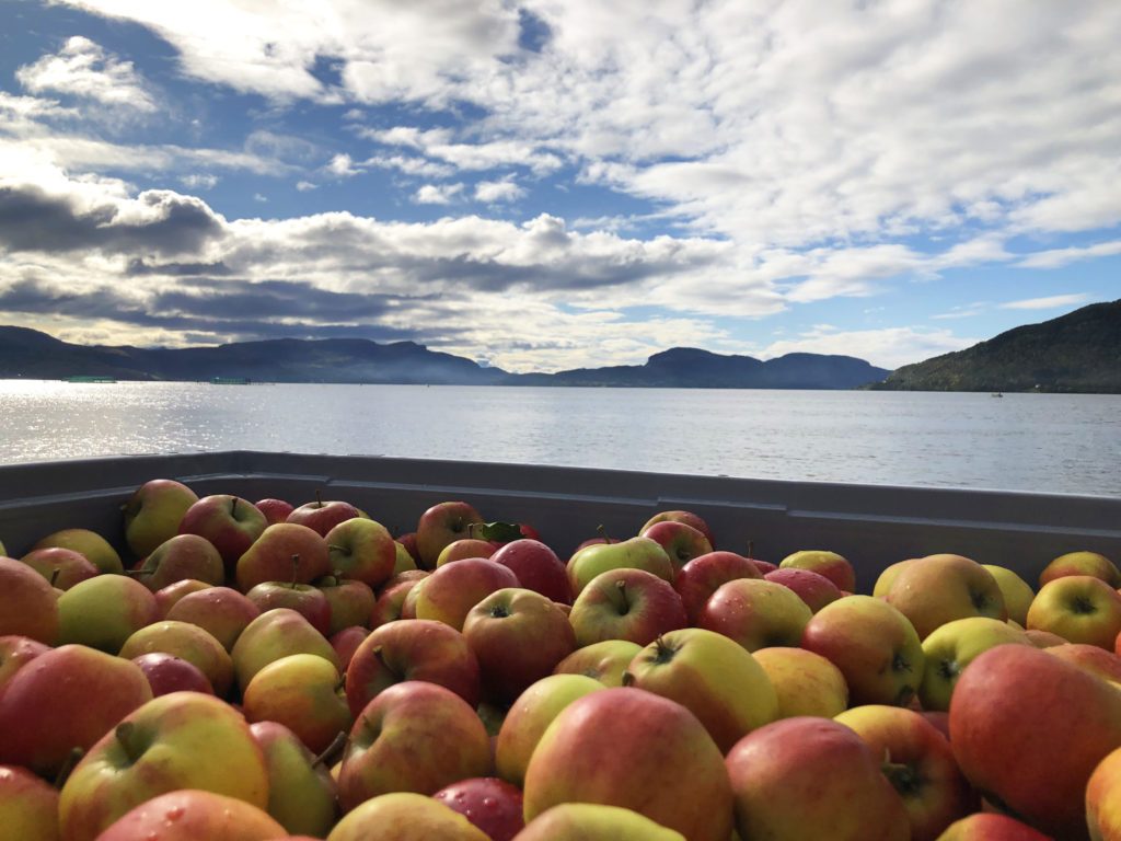 Sider og villsvinkjøtt på Skiftun — foto 1
