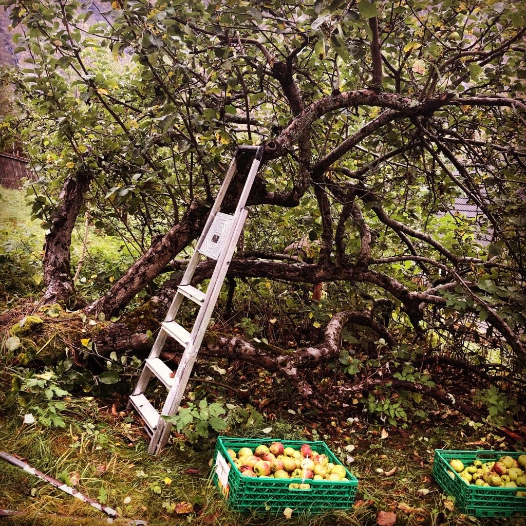 Draopar gardsutsalg på Tråagarden i Eidfjord med eplehage og sider-flasker