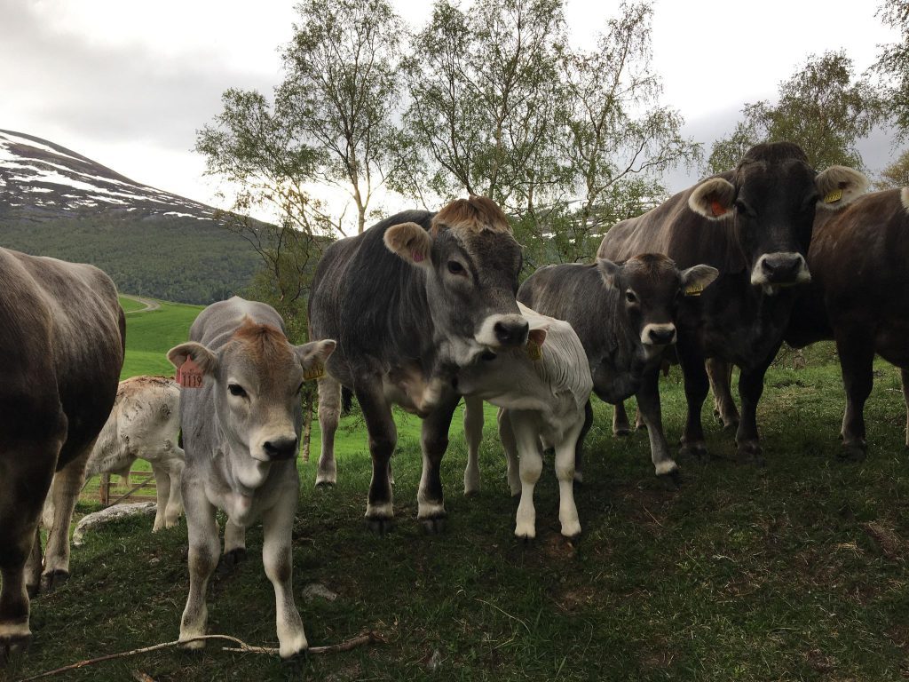 Ekrann Gård — foto 3