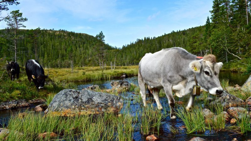 Bilde fra Ekrann Gård