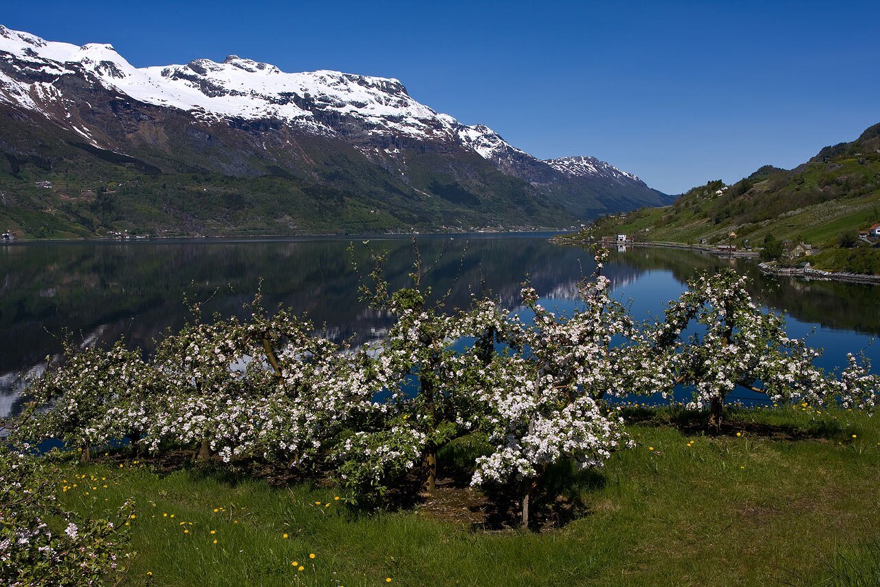 Epli Sideri på Sekse i Ullensvang, Hardanger, med fjord og frukttrær i bakgrunnen