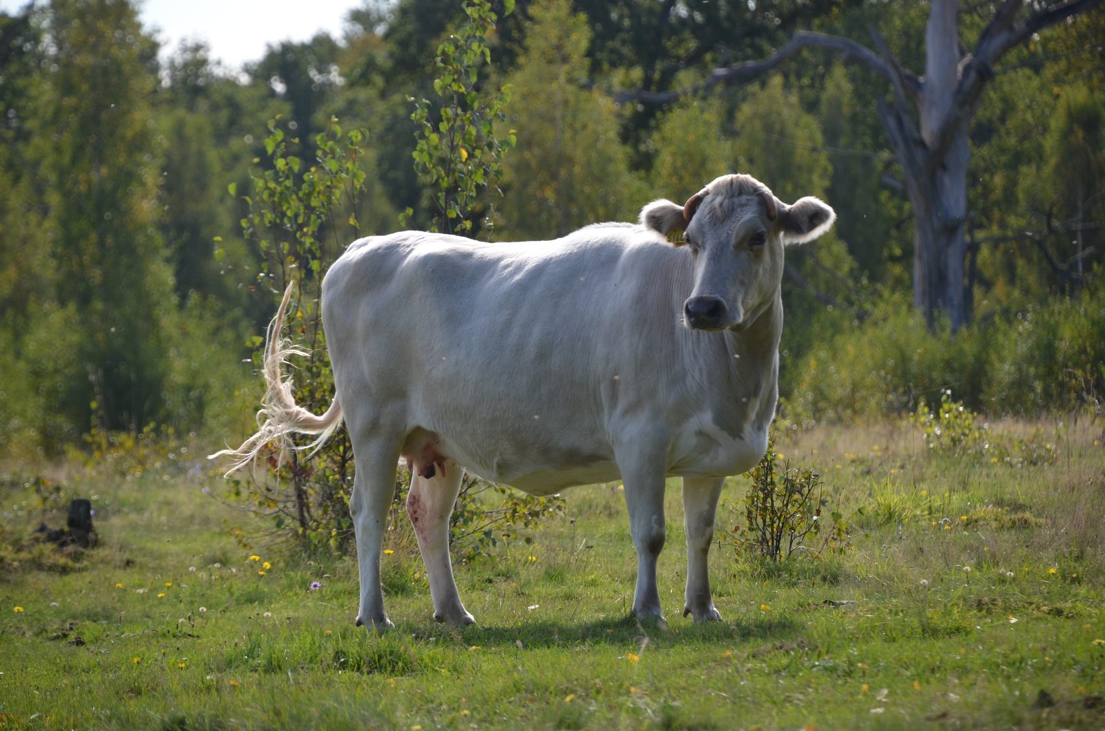 Vestlandsk Fjordfe på beite på Gausland gard i Hå
