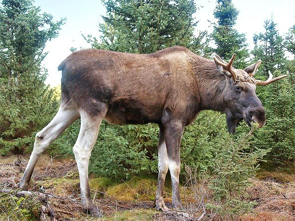 Bilde fra Hadeland Viltslakteri