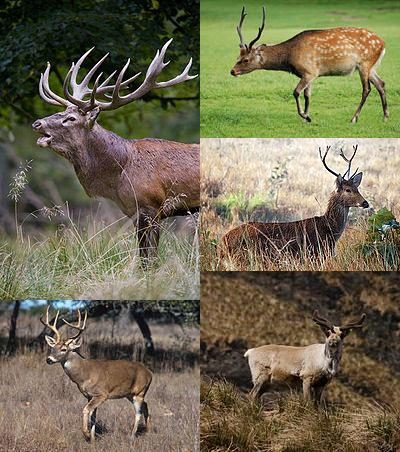 Elg på beite i Hadeland-skogen rundt Randsfjorden