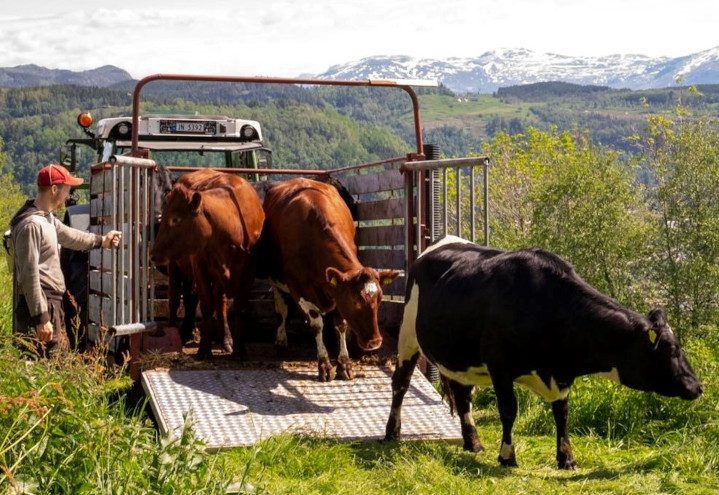 Steikeost fra Hardanger Bygdeysteri grillet i panne med smeltet ostekant
