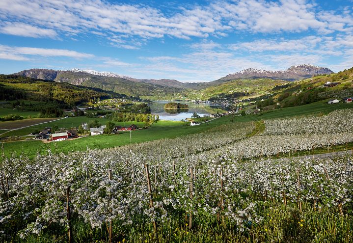 Lekve gård i Ulvik med sidertanker og frukthager mot Hardangerfjorden