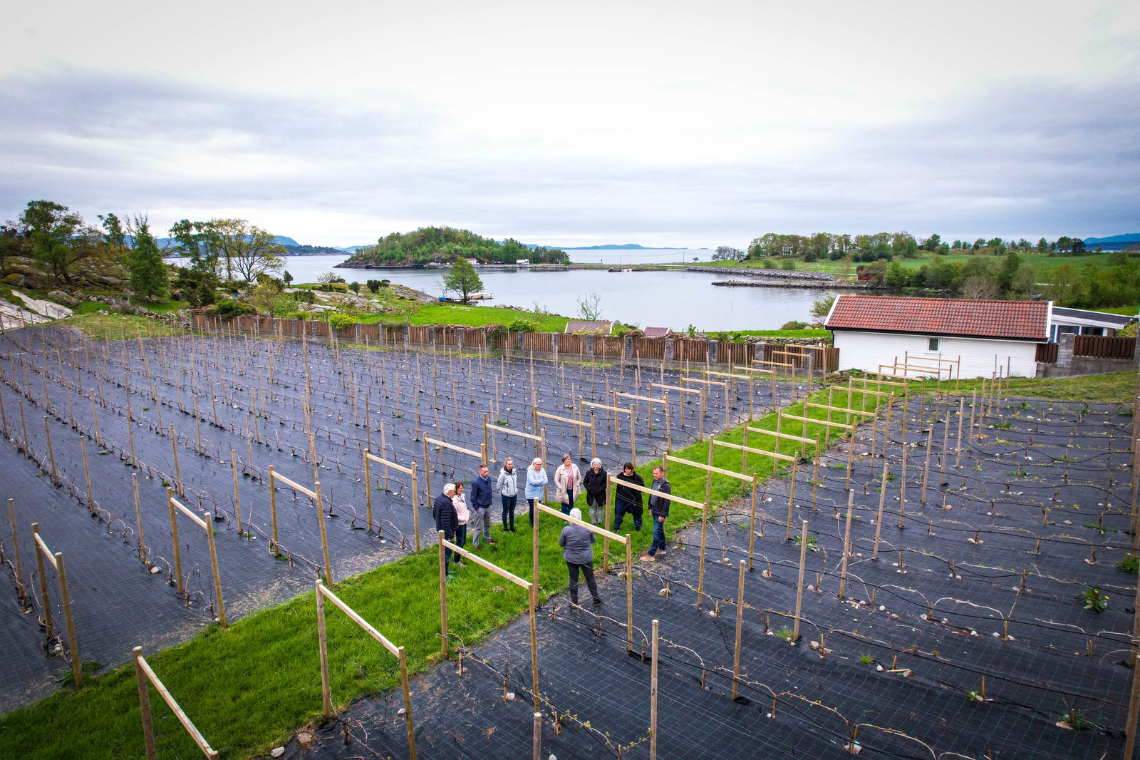Rogalands første vingard — foto 2
