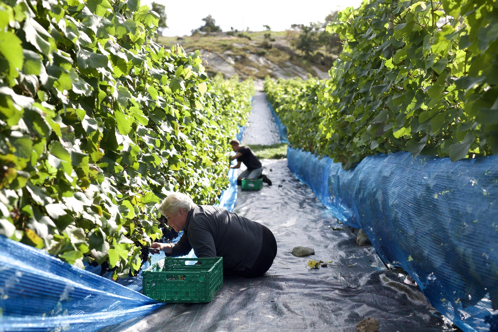 Rogalands første vingard — foto 3