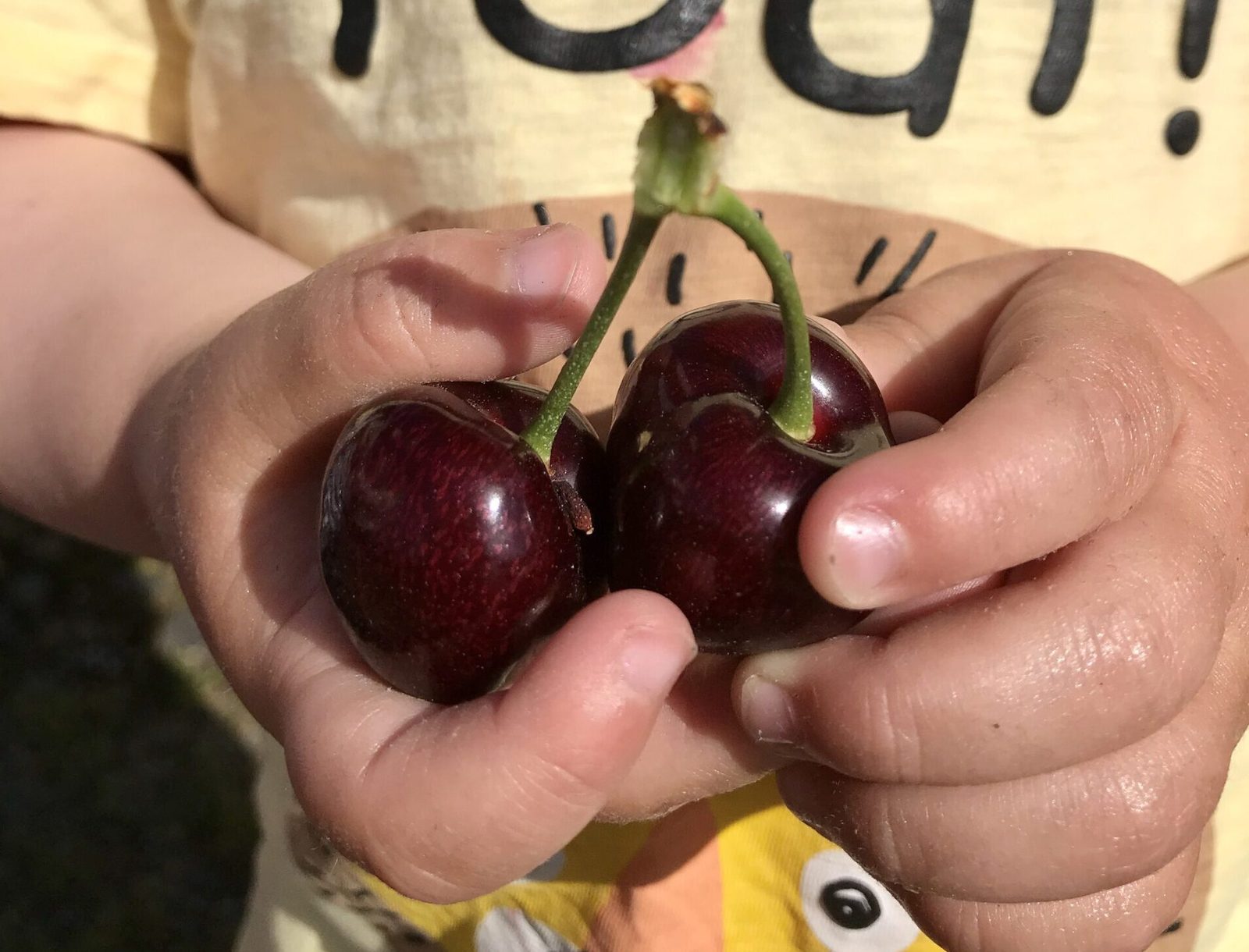 Helgøyfrukt — foto 3
