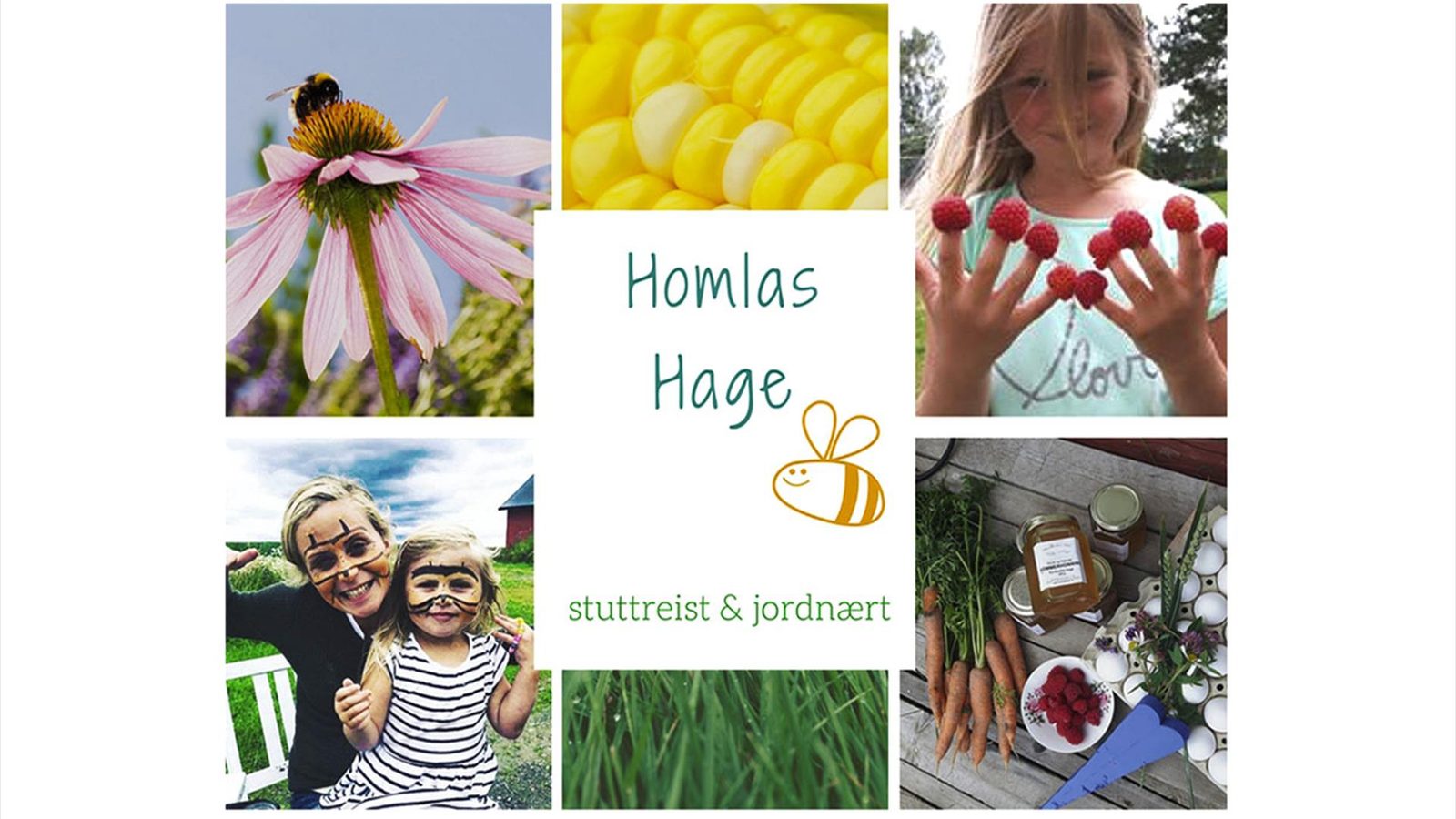 Bringebærplanter i solhellinga på Homlas Hage i Skreia, Østre Toten