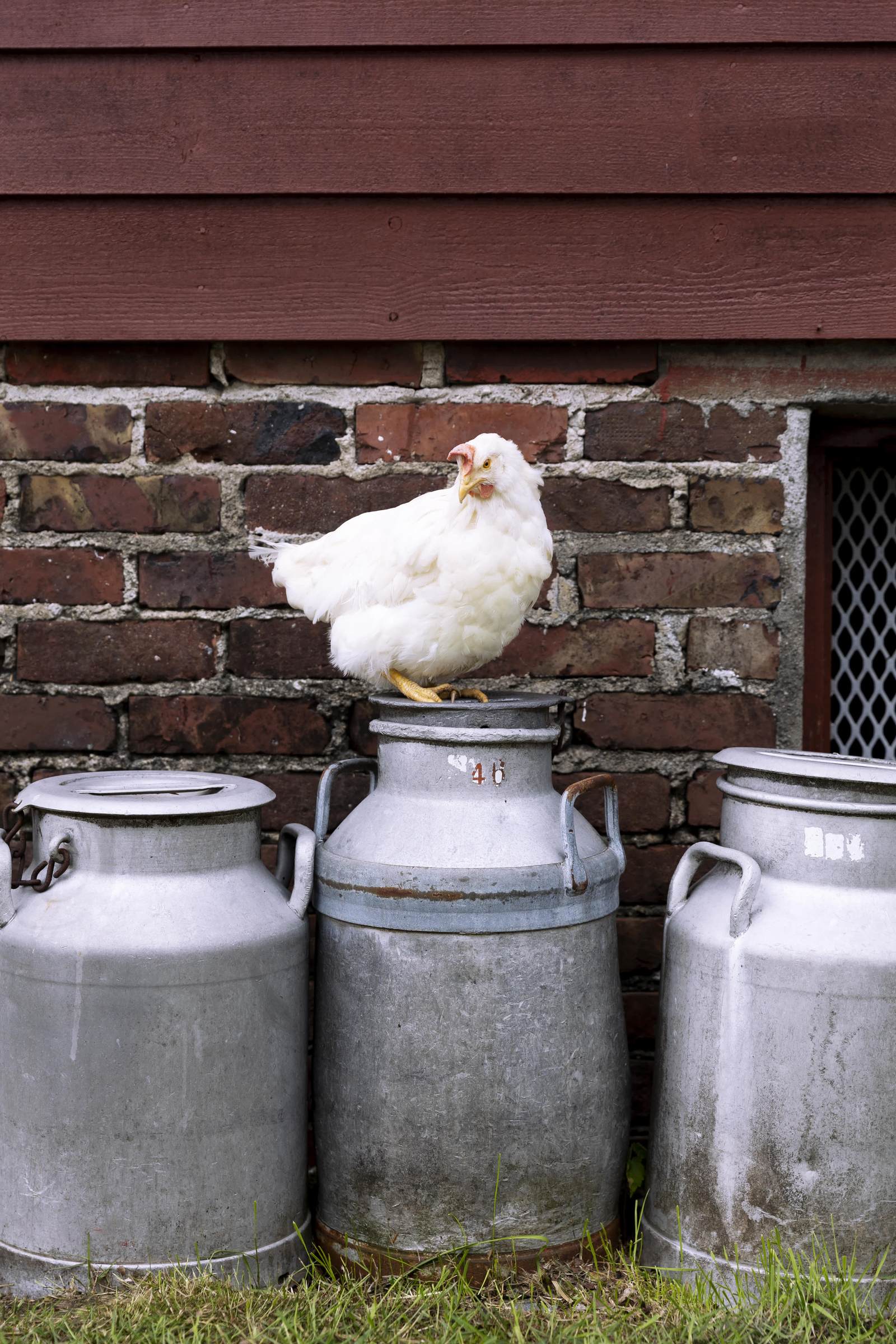 Lavpasteurisert melk og egne gryn — foto 1