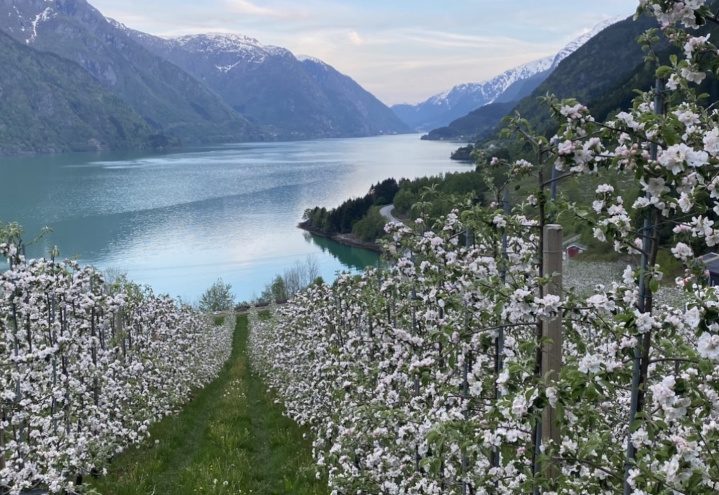 Måge Sideri på Måge ved Sørfjorden i Hardanger med epletre og fjordutsikt