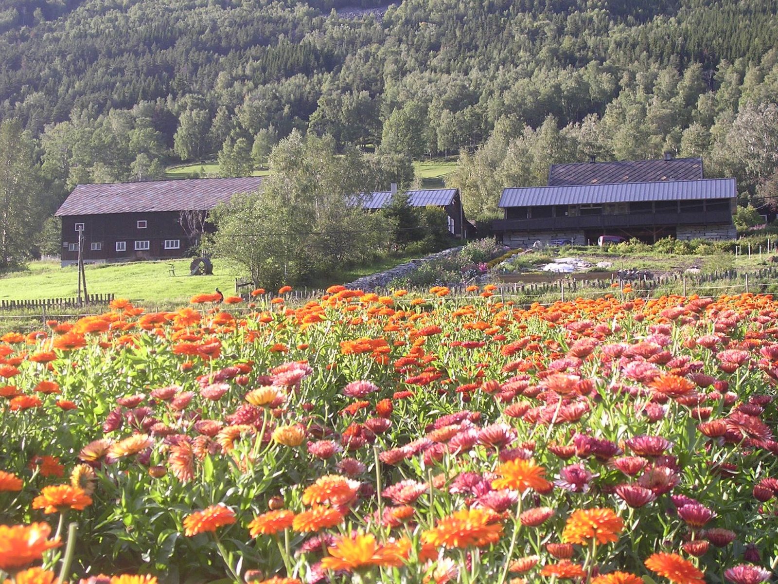 Biodynamisk urtegard i solsida av Bøverdalen