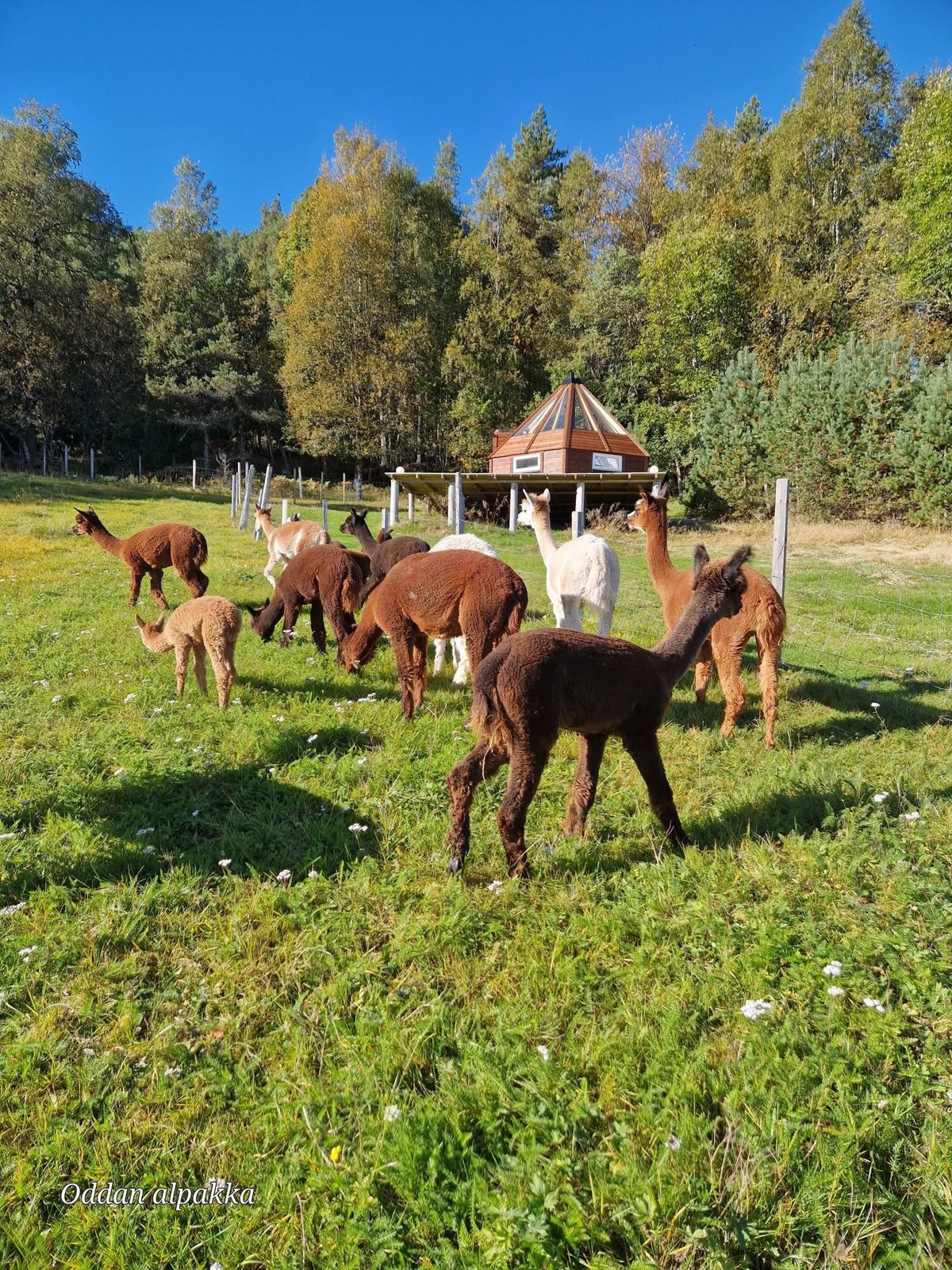 Bilde fra Oddan Alpakka