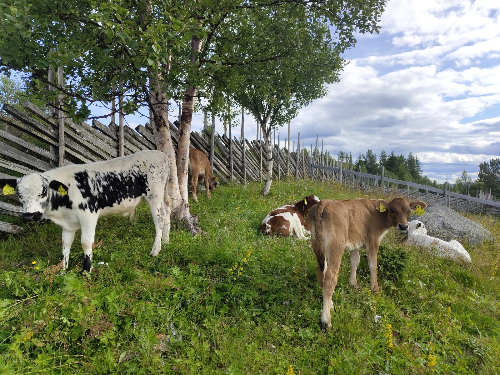 Bilde fra Ødhumbla Gardsmjølk