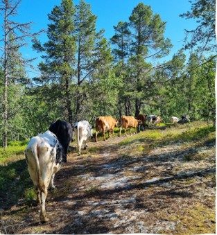 Ødhumbla Gardsmjølk — foto 3