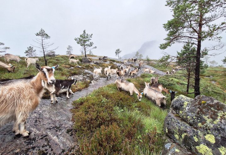 Stølsysteri med geiter og spælsau i Bernesvika på Osterøy