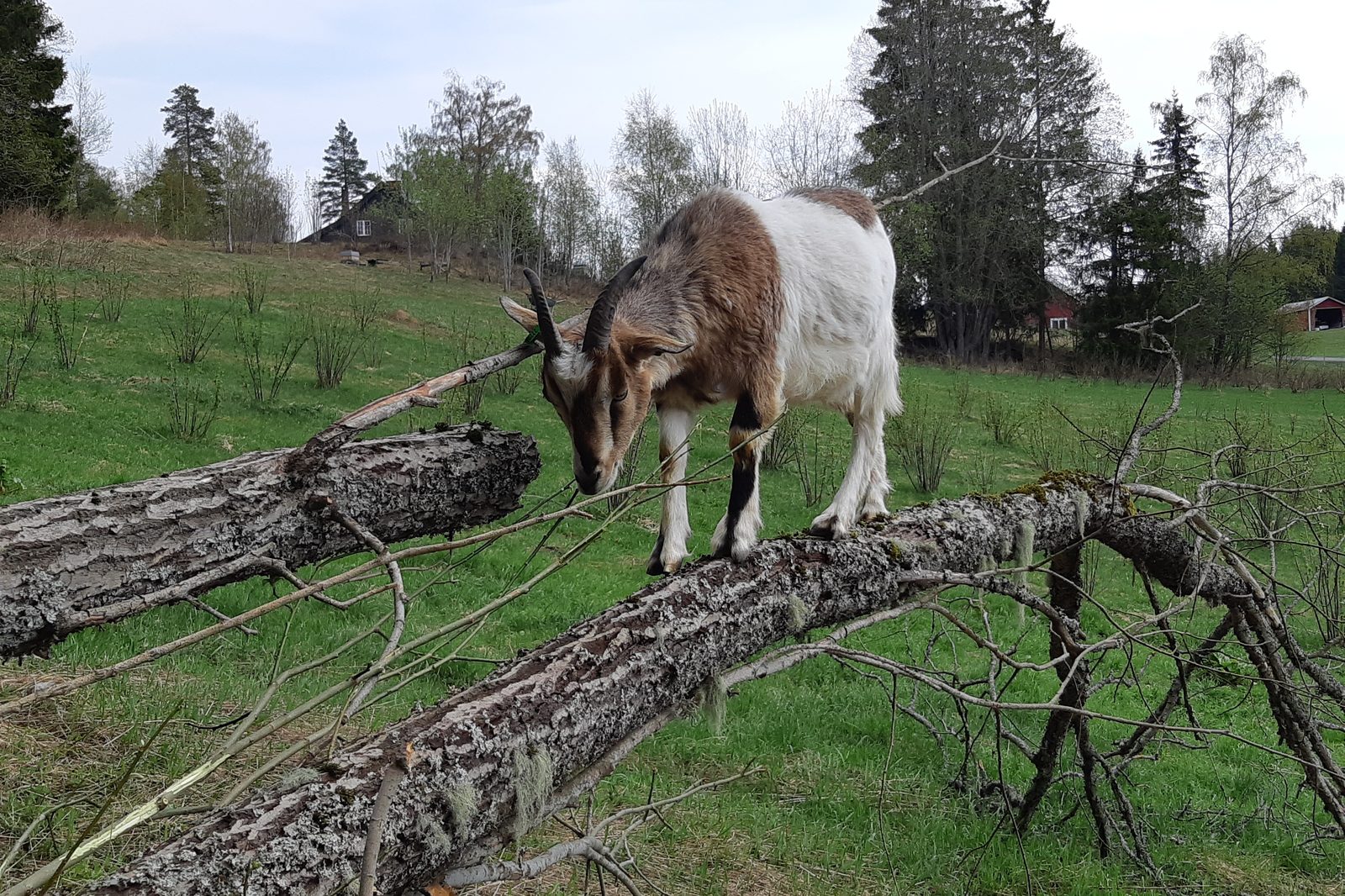 Øvre Ellingsrud — foto 1