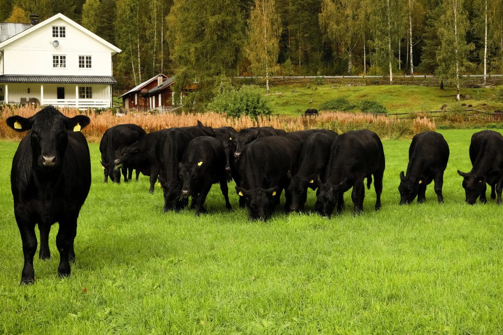 Aberdeen Angus-storfe på grønn beitemark ved Piltingsrud Gard i Begnadalen