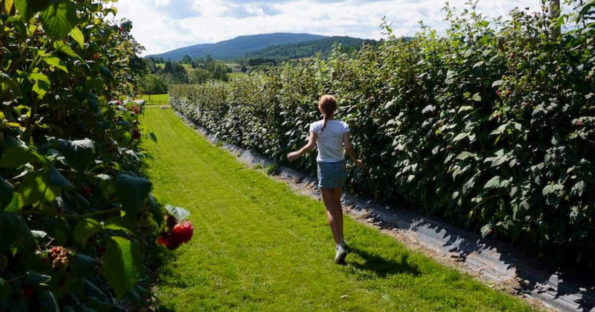 Tornefrie Glen Ample bringebær på rad i selvplukk-feltet på Røed Gård i Røyken