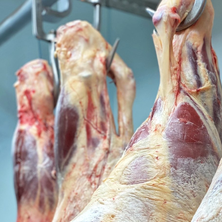 Sør Fløtten gård i Tylldalen med Aberdeen Angus og Limousine-storfe på beite