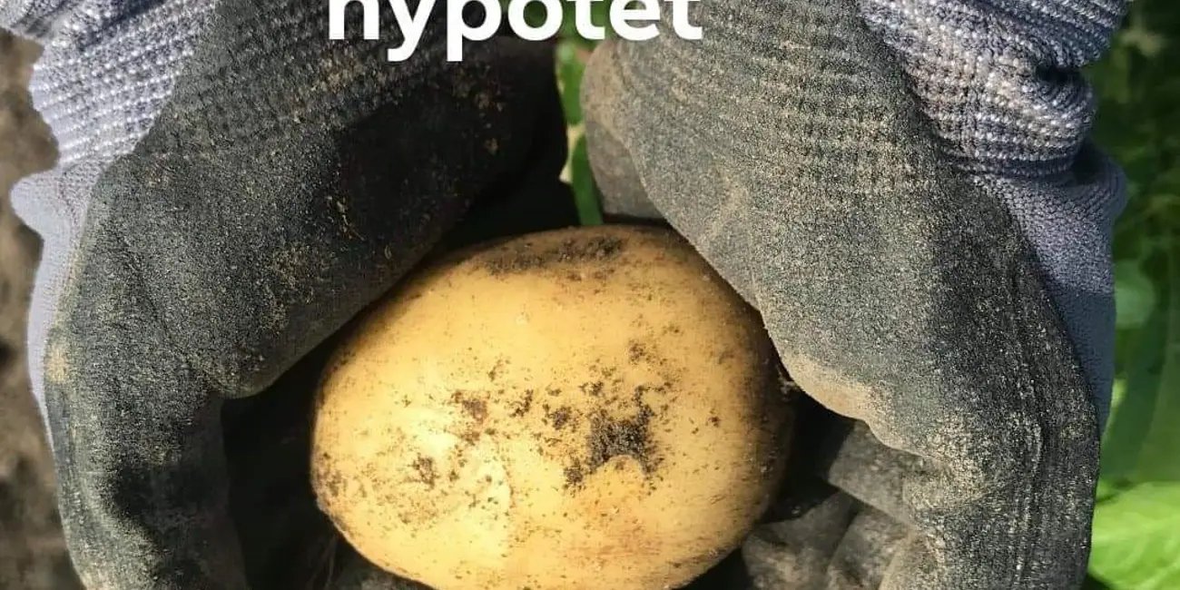 Døgnåpent selvbetjent gårdsutsalg på Søstrene Moksnes på Frosta med ramsløksalt og sesongens grønnsaker
