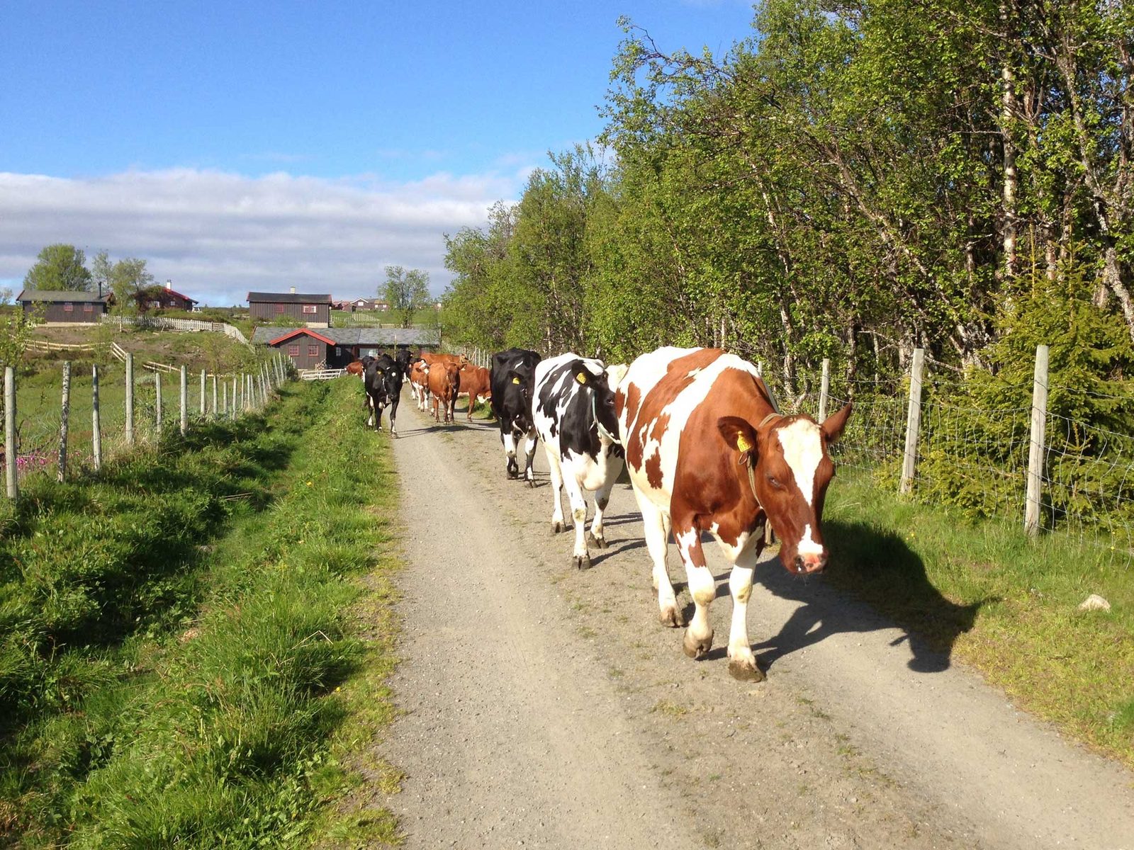 Strandmo Stølsysteri — foto 2