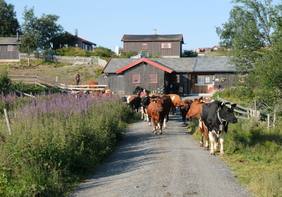 Bilde fra Strandmo Stølsysteri