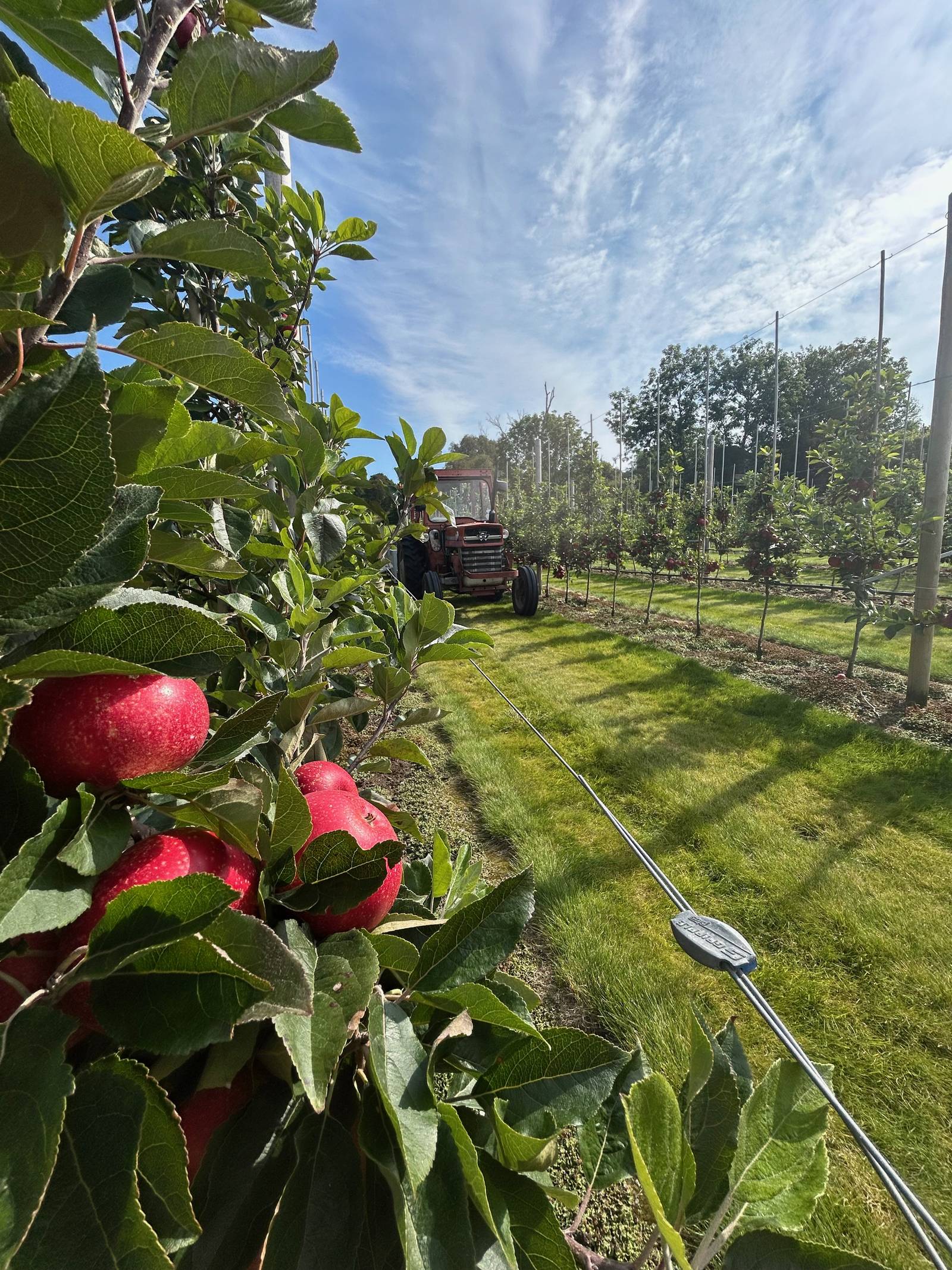 Eplehagen på Ramsen Gård på Finnøy med utsikt mot fjorden og produksjonslokalet for sider