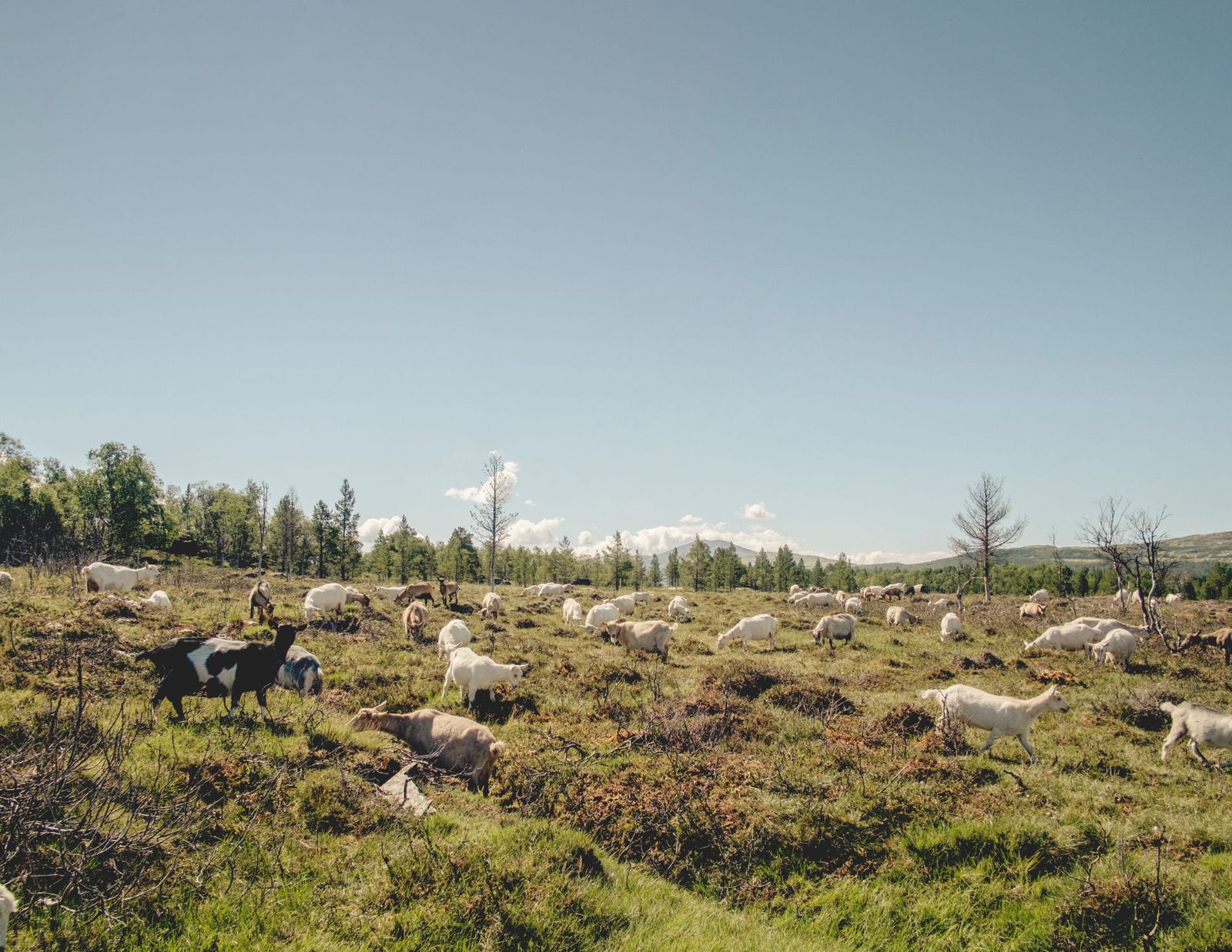 Tørresvangen Gardsysteri på 700 moh med melkegeiter i Kvikneskogen