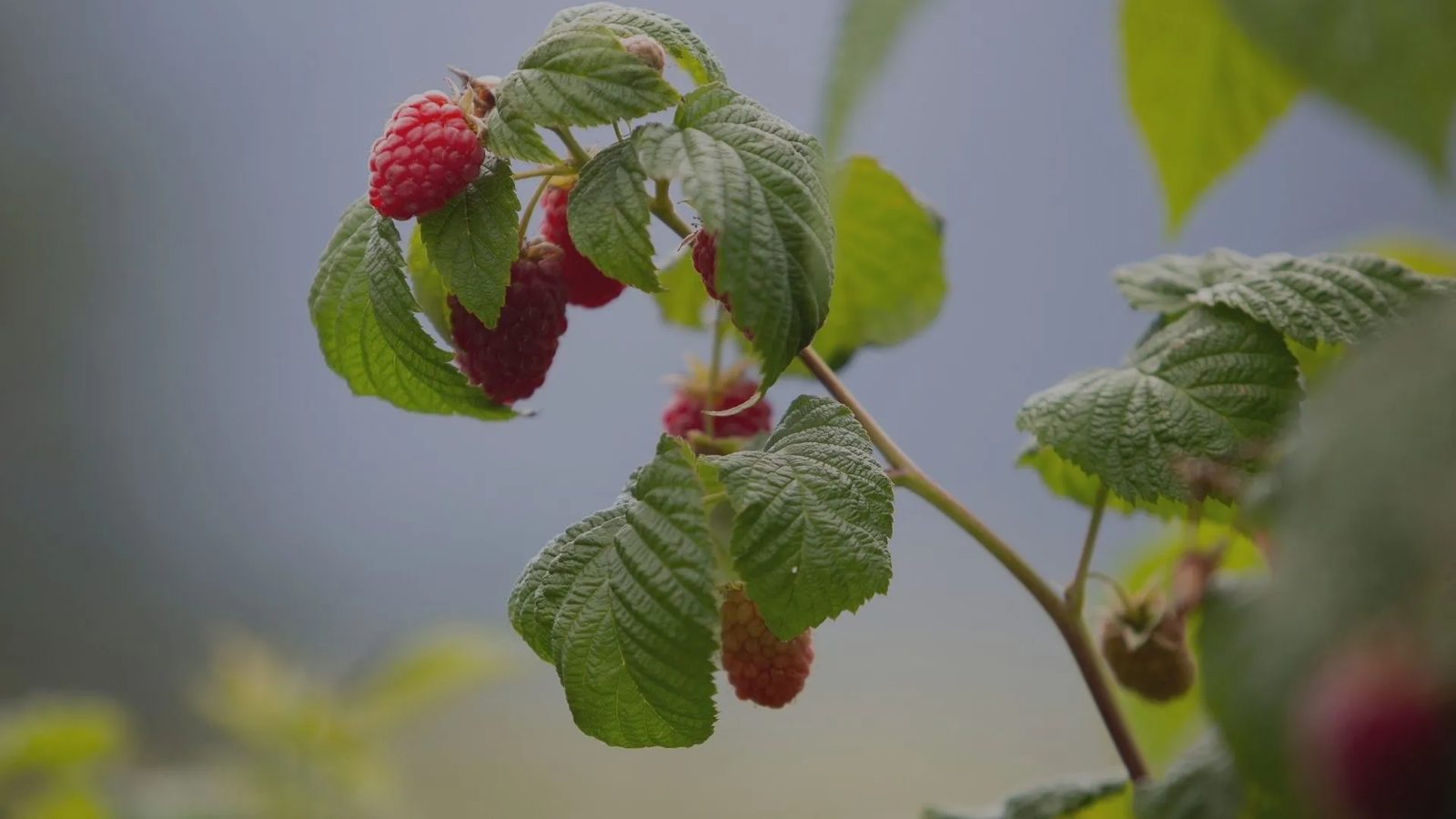 Handlagte bærprodukt og villsvin i Eivindvik — foto 1