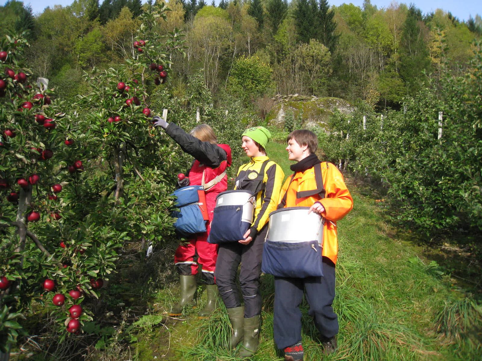 Drop-in på Hardangers første cideri-stopp — foto 4