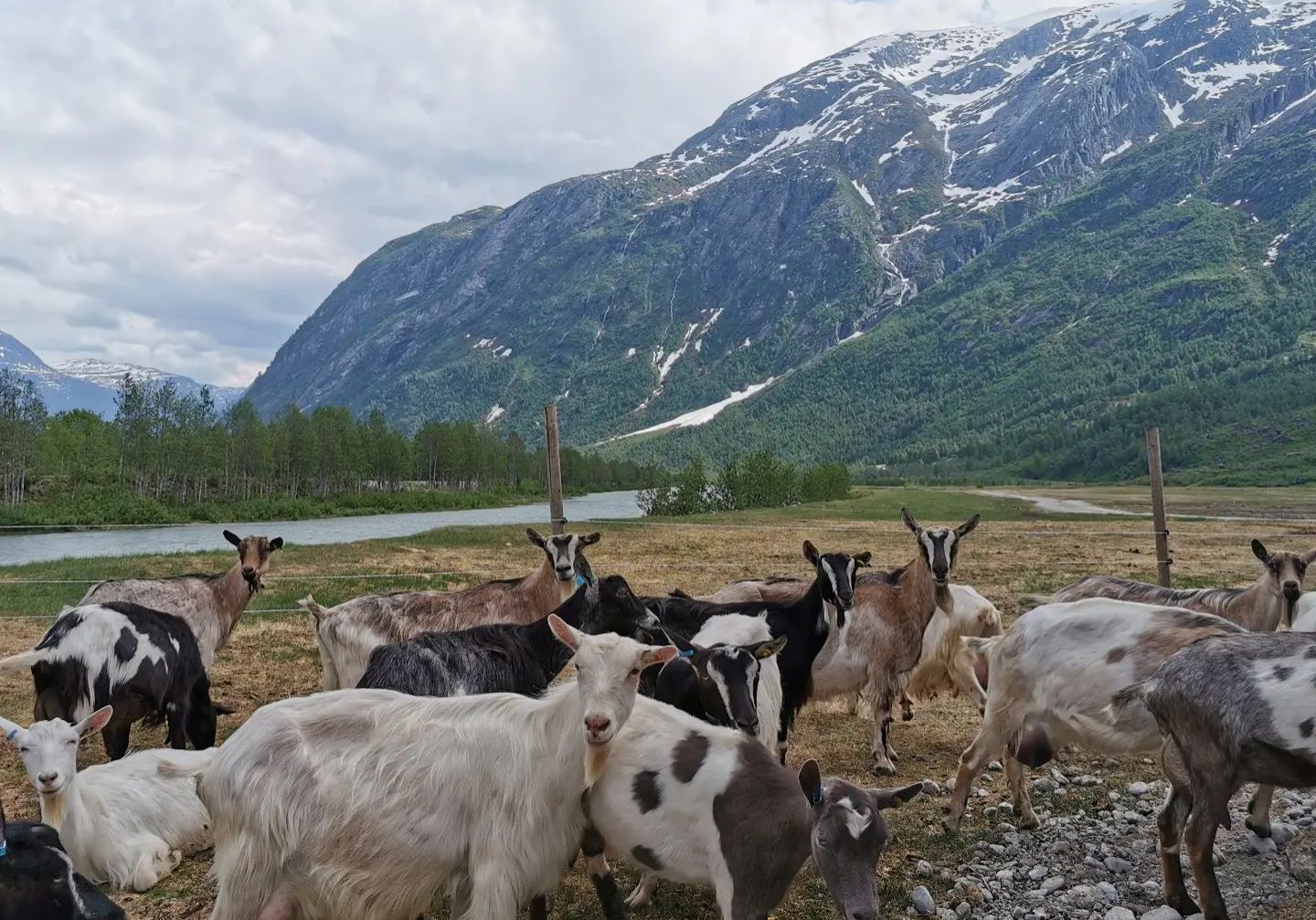 Geiter på beite ved Veitastrond Gardsysteri i indre Sogn