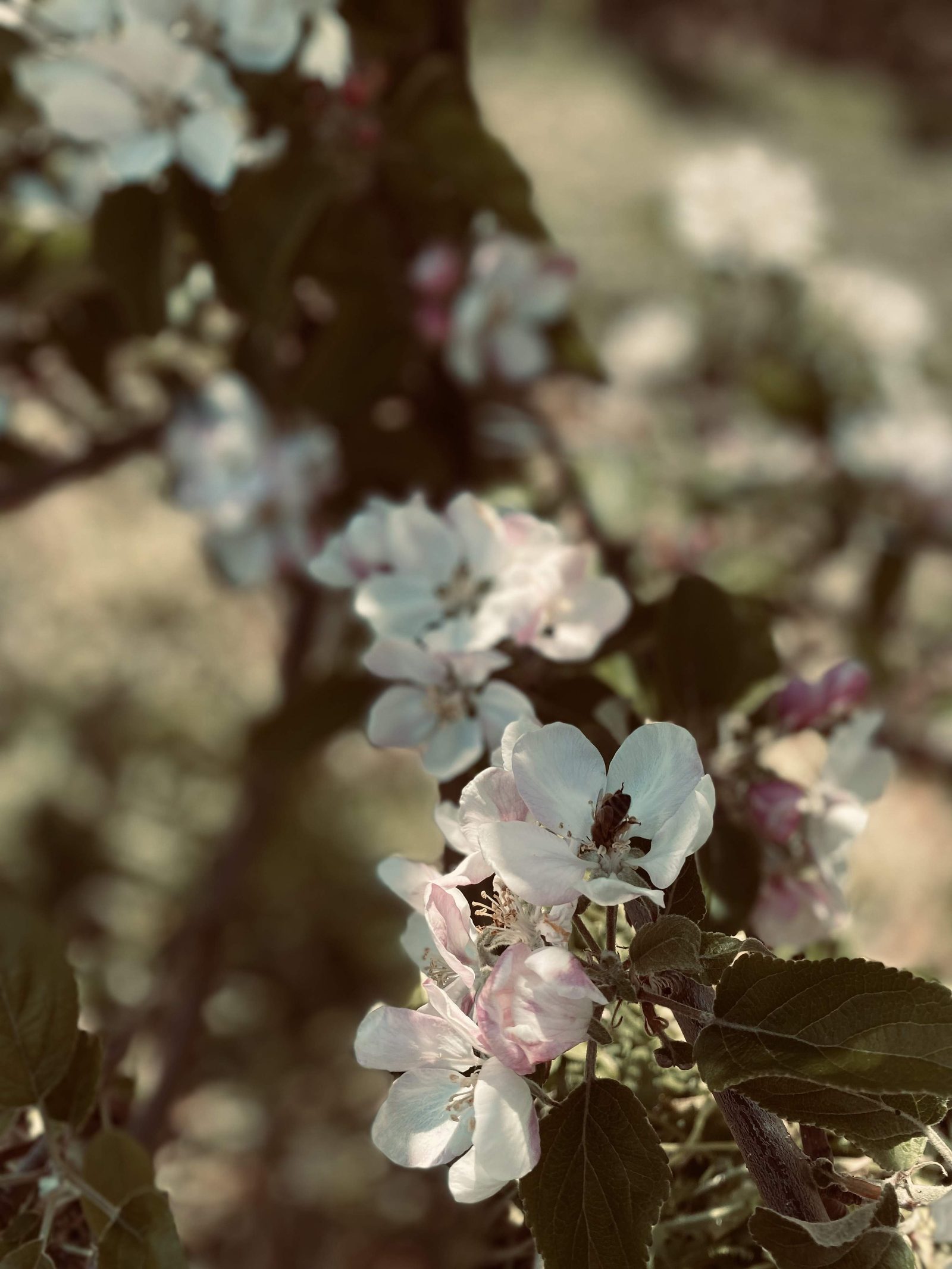 Velure Gard — foto 4