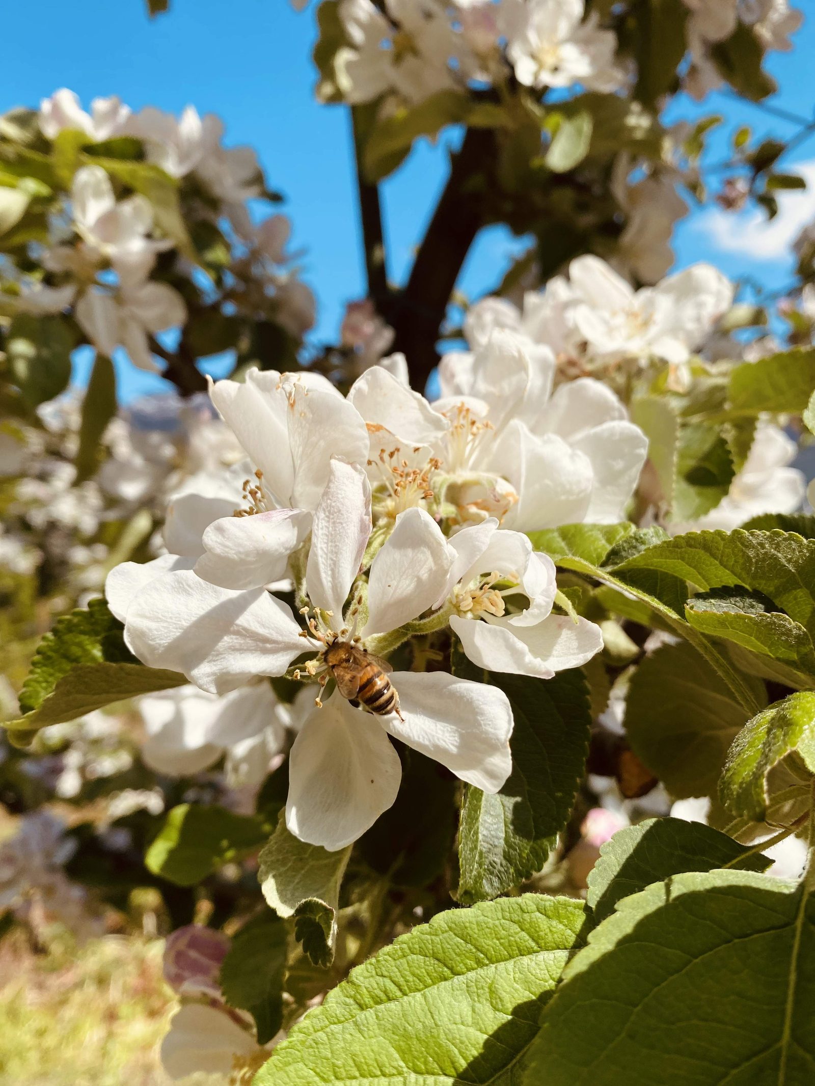 Velure Gard — foto 5