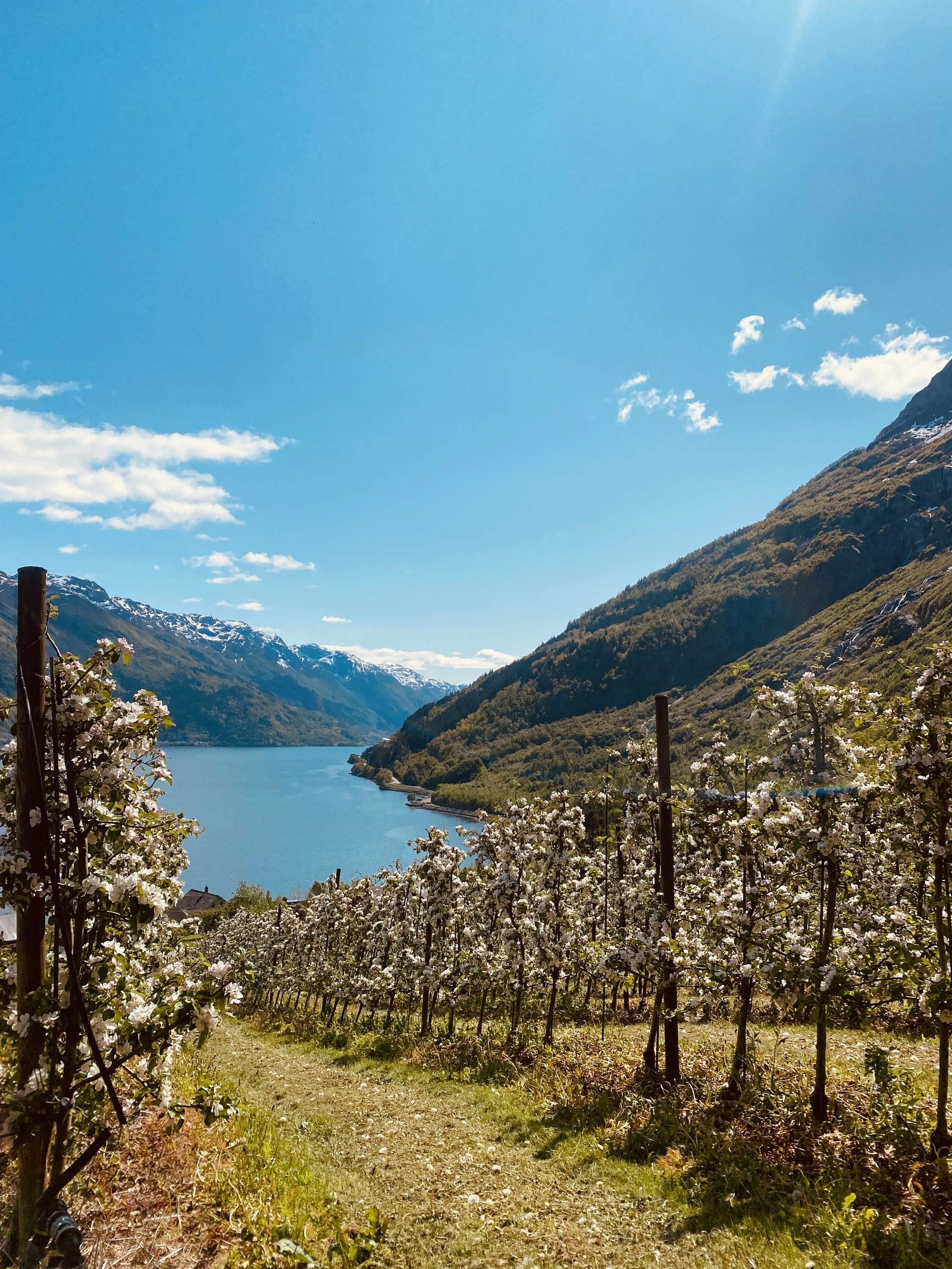 Velure Gard klyngetun ved Sørfjorden i Grimo