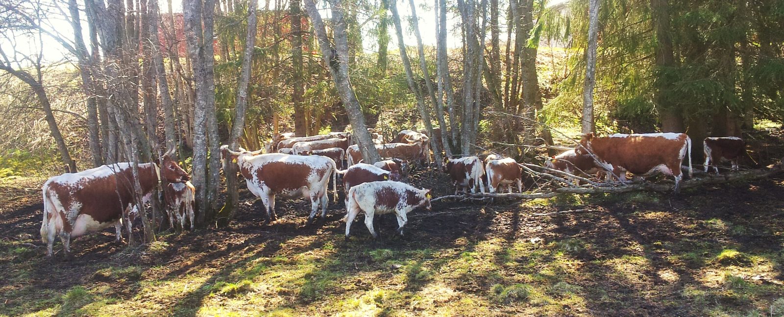 Veshovda Ysteri — foto 2