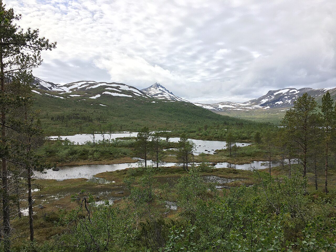Kystfuruskogen i Ånderdalen nasjonalpark på Senja med kortvokste furutrær og fjell mot Atlanteren