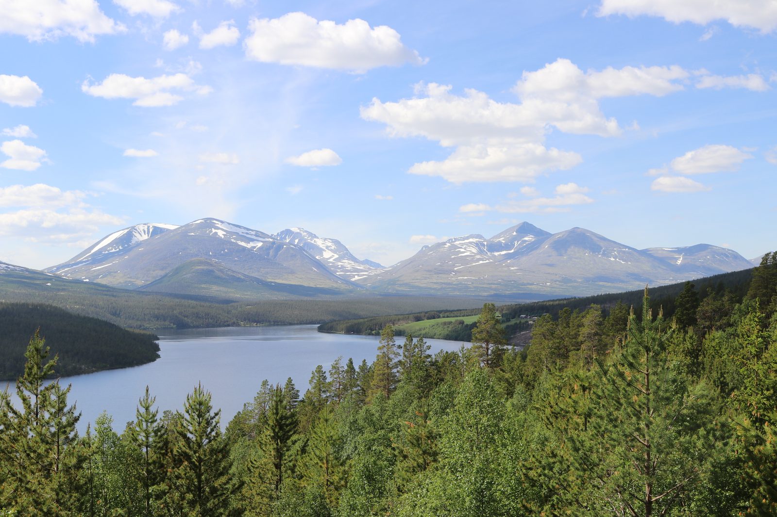 Lavalpint høyfjellsplatå i Dovre nasjonalpark med spredte villreinflokker mot Grimsdalen