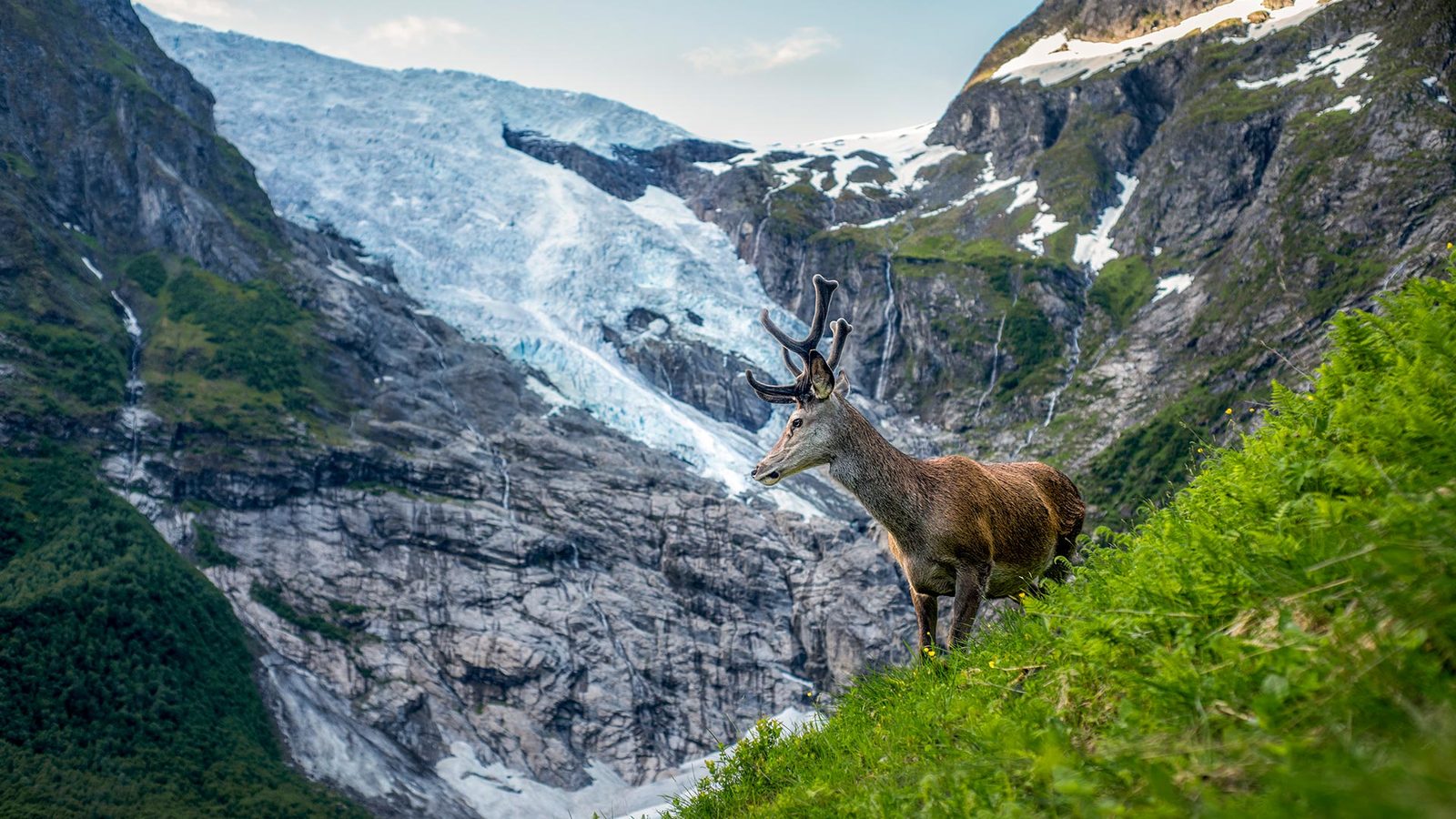 Briksdalsbreen brearm i Jostedalsbreen nasjonalpark med blå isvegg og smeltevannselv
