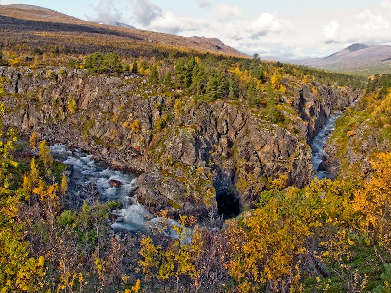 Frodig furuskog og fjellbjørk i Dividalen med Storstoltinden i bakgrunnen
