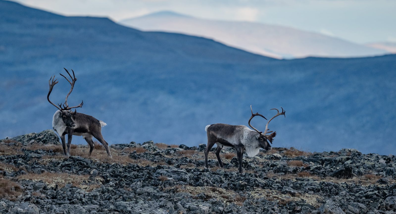 Reinheimen nasjonalpark med snødekte fjelltopper og villreinflokk i høyfjellet