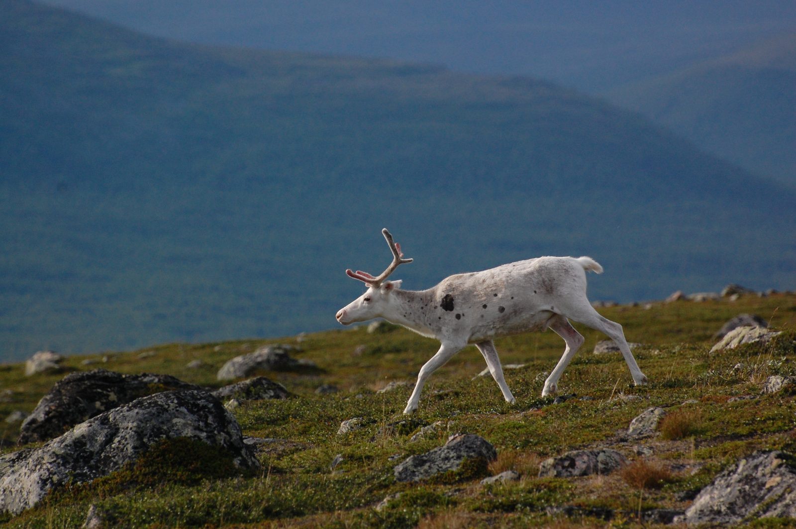Rohkunborri nasjonalpark med høyfjell og bjørkeskog ved Altevatnet i Bardu kommune i Troms